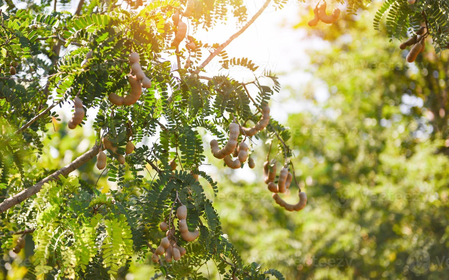 Natural tamarind